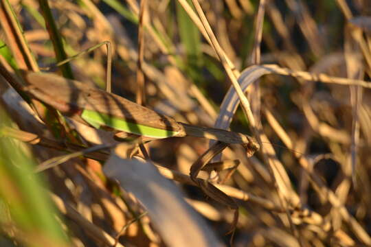 Image of Chinese mantis