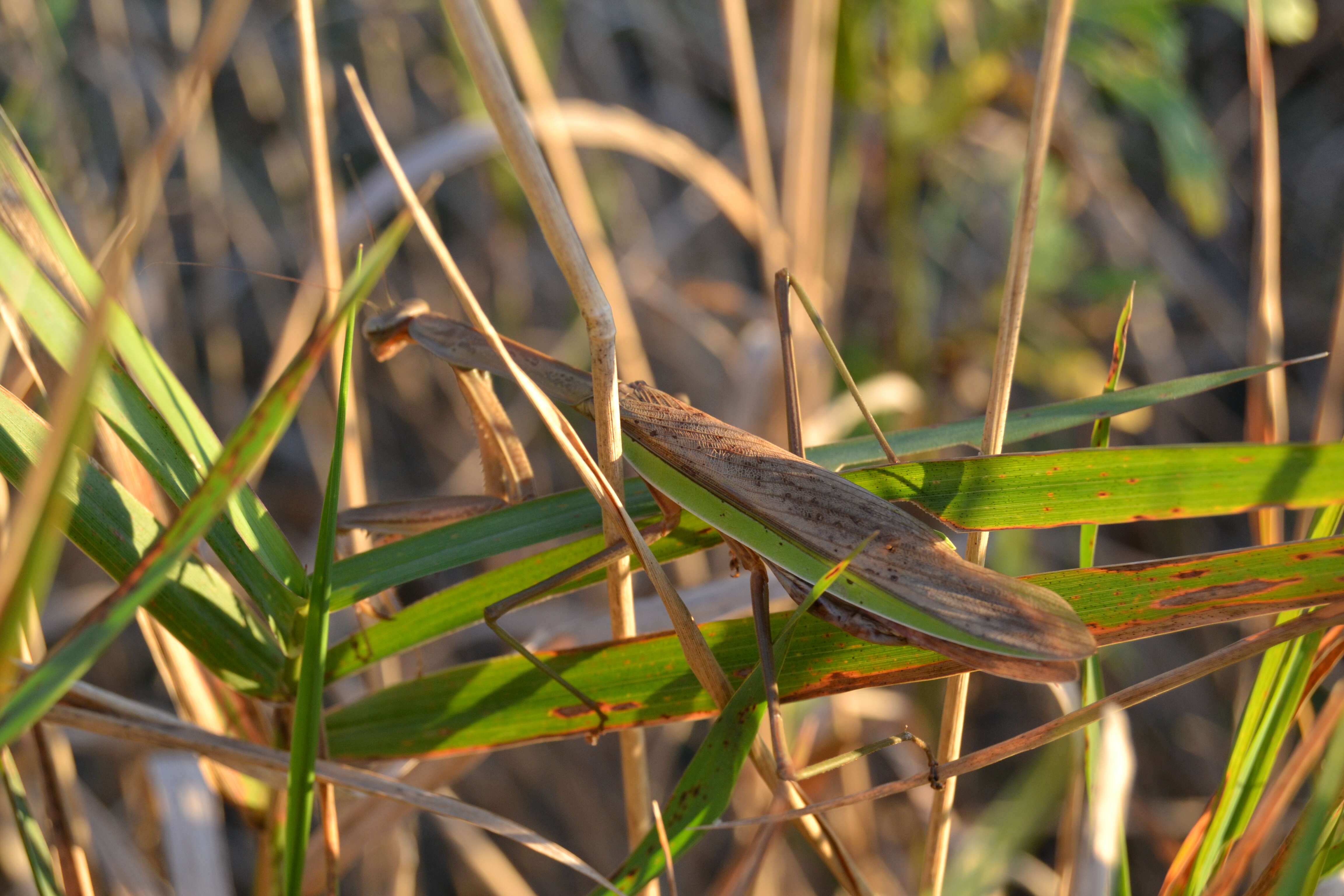 Image of Chinese mantis