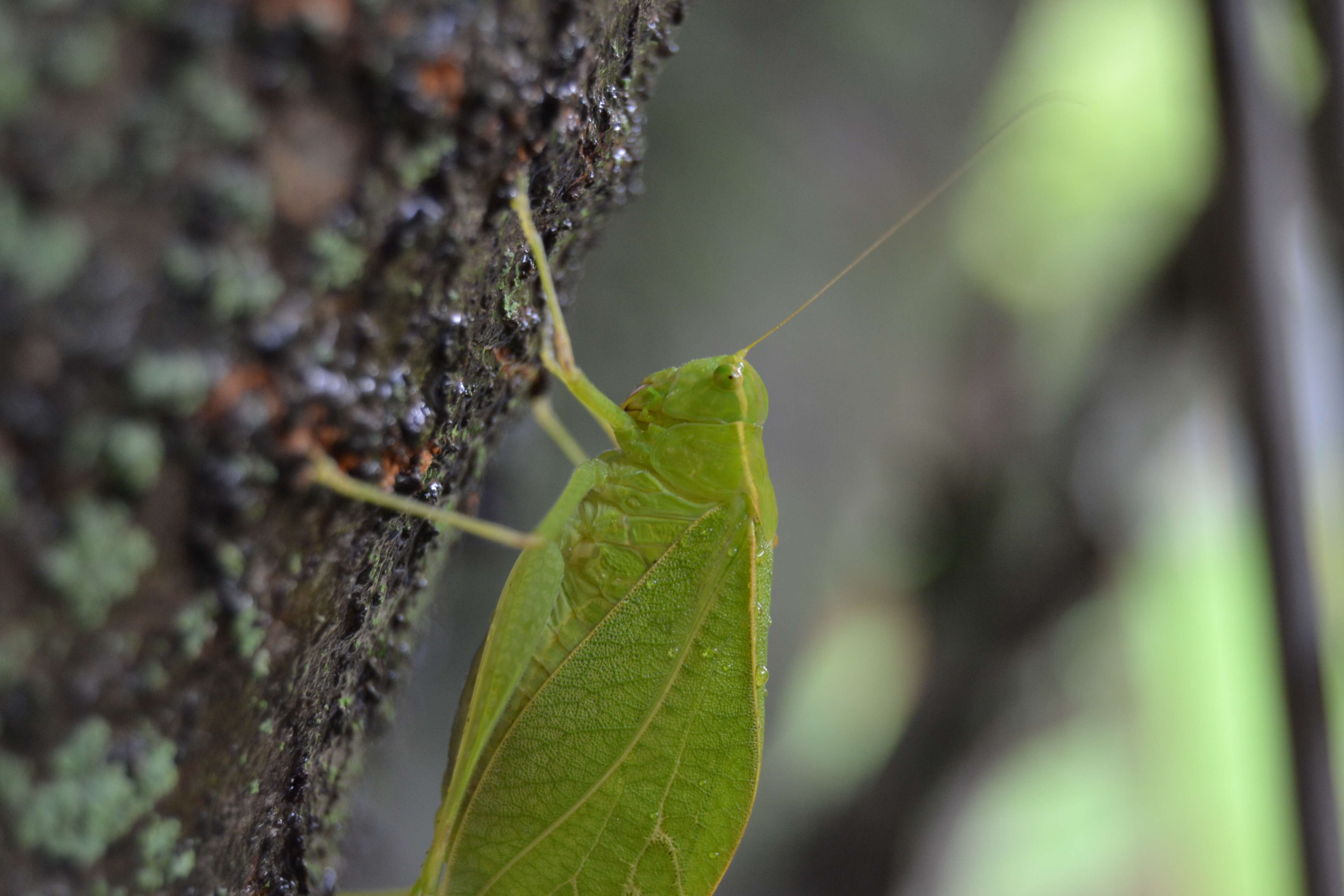 Image of Lesser Angle-winged Katydid