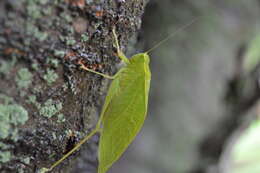 Image of Lesser Angle-winged Katydid