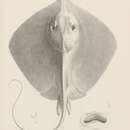 Imagem de Hemitrygon sinensis (Steindachner 1892)
