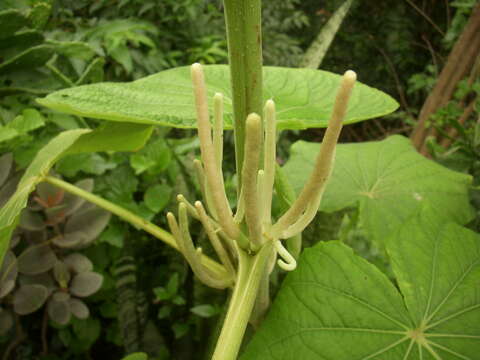 Image of Wild pepper