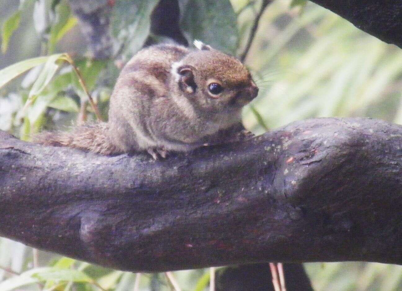 Image of Maritime Striped Squirrel