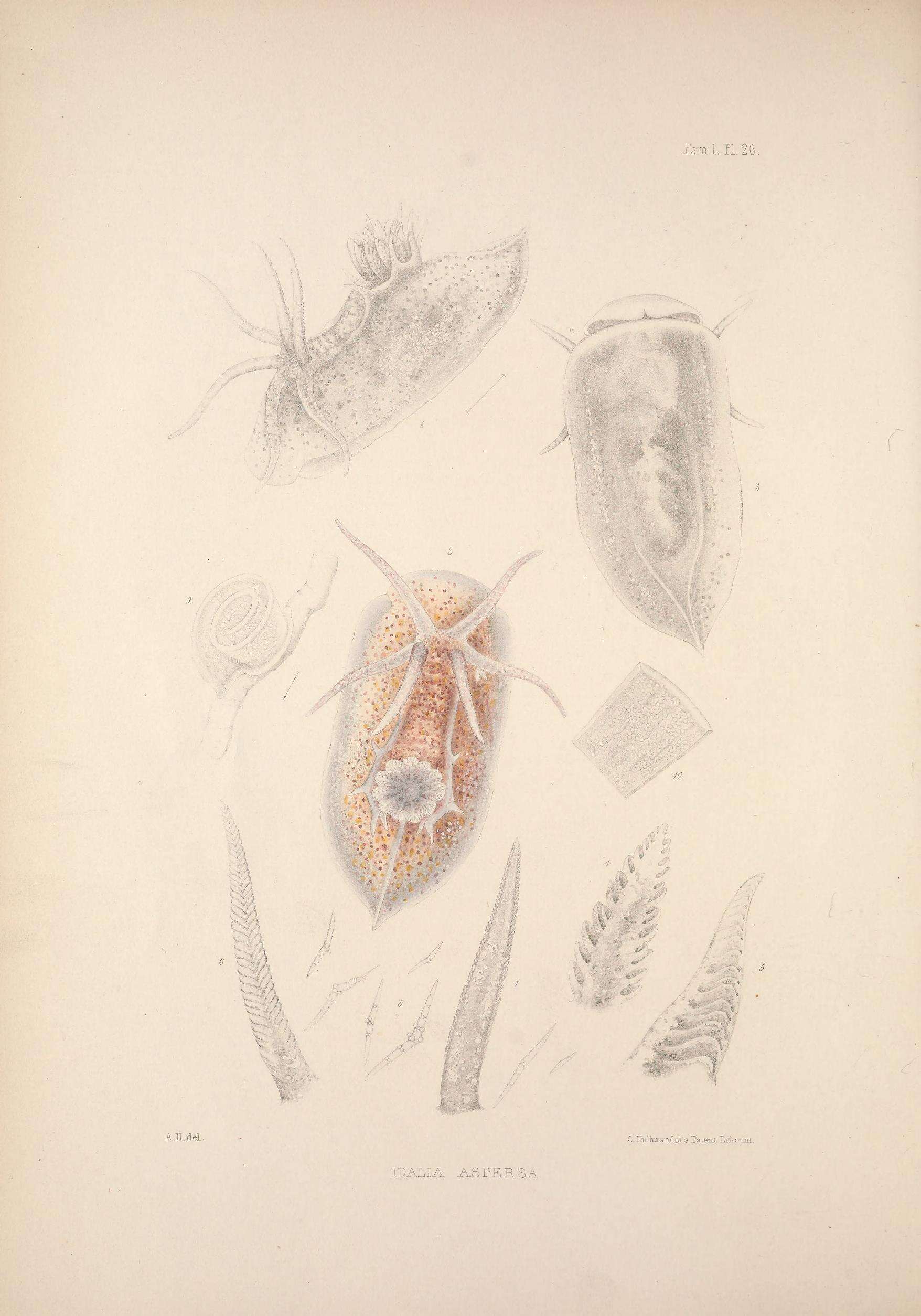 Sivun Okenia aspersa (Alder & Hancock 1845) kuva