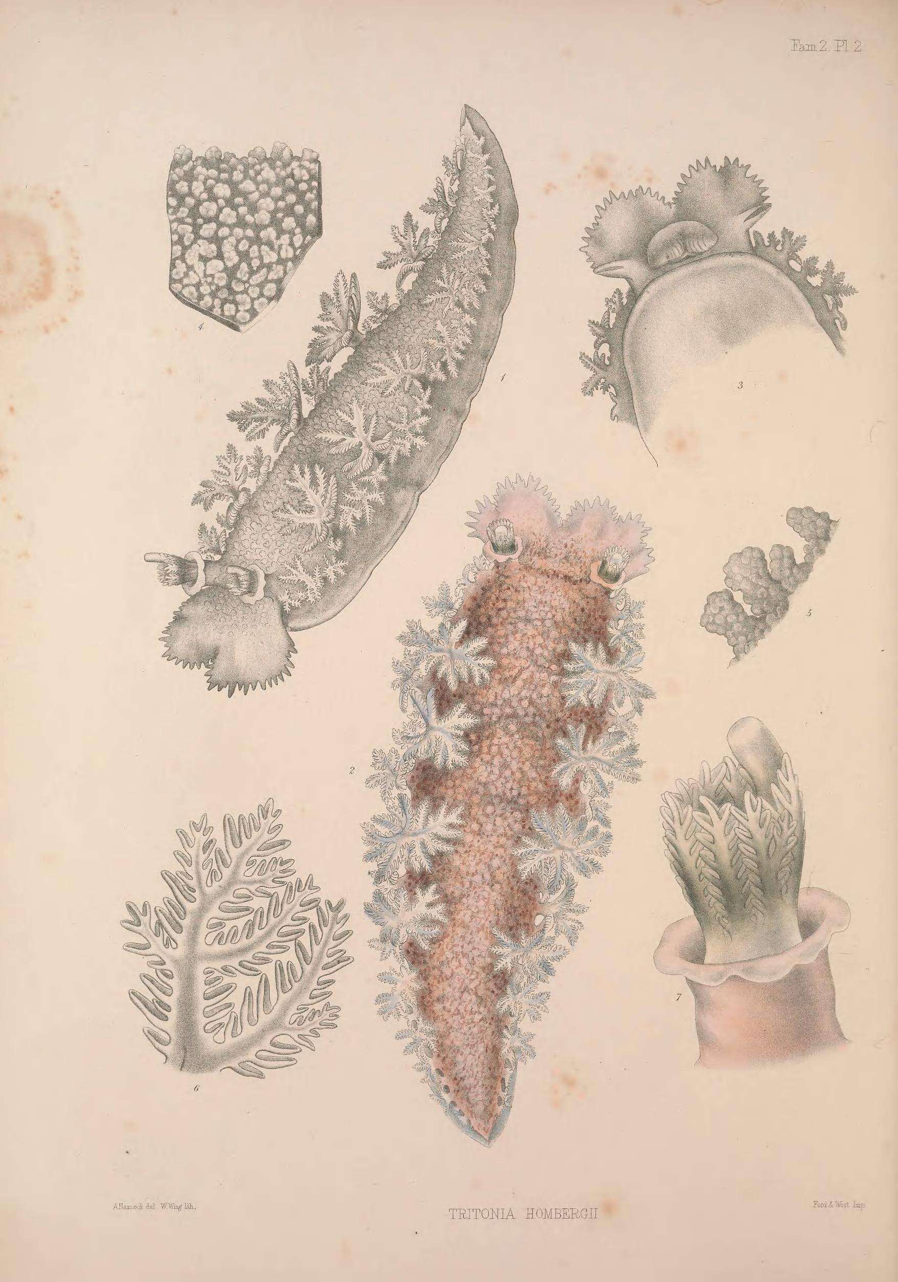 Plancia ëd Tritonia hombergii Cuvier 1803