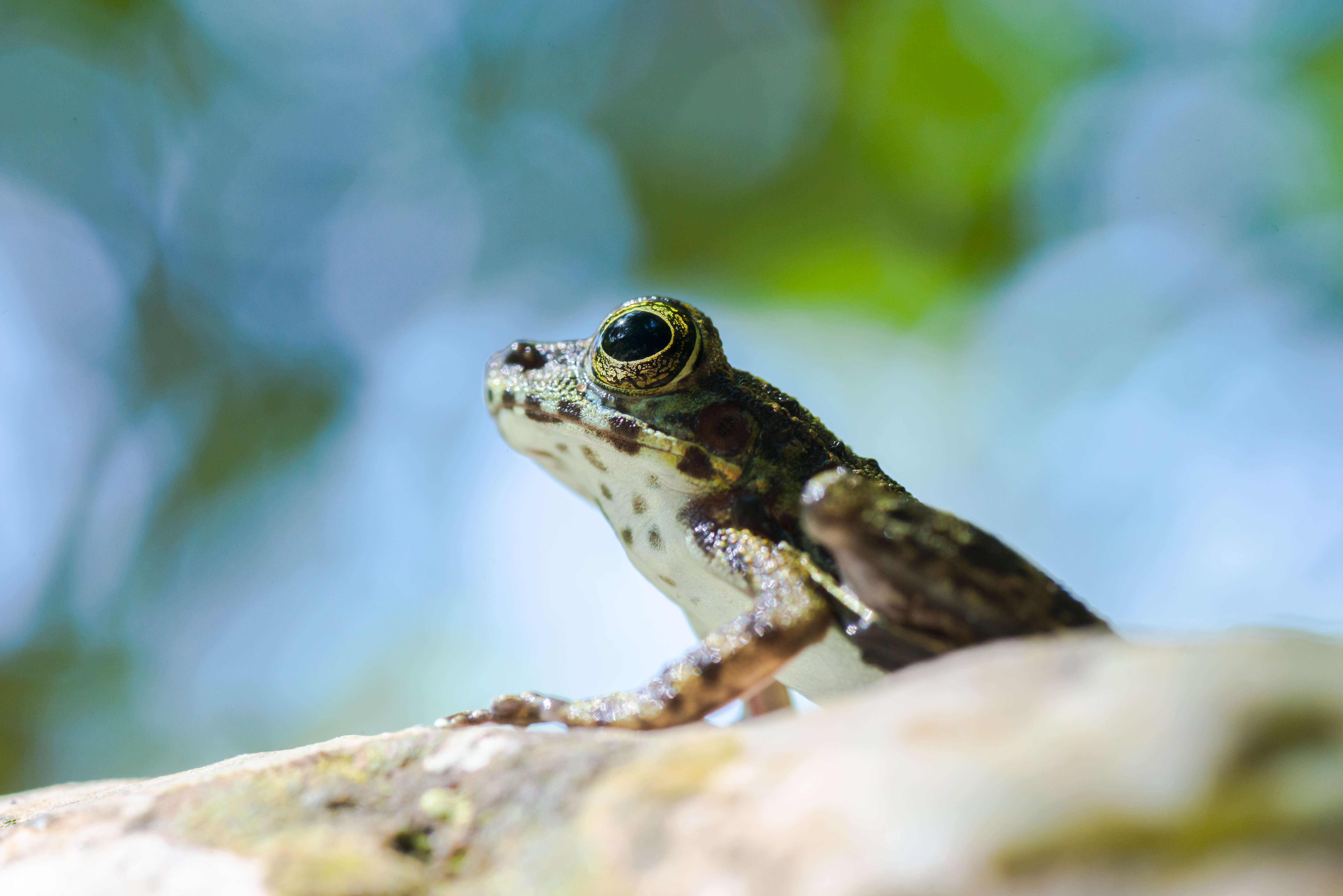 Image of Peninsular Torrentfrog