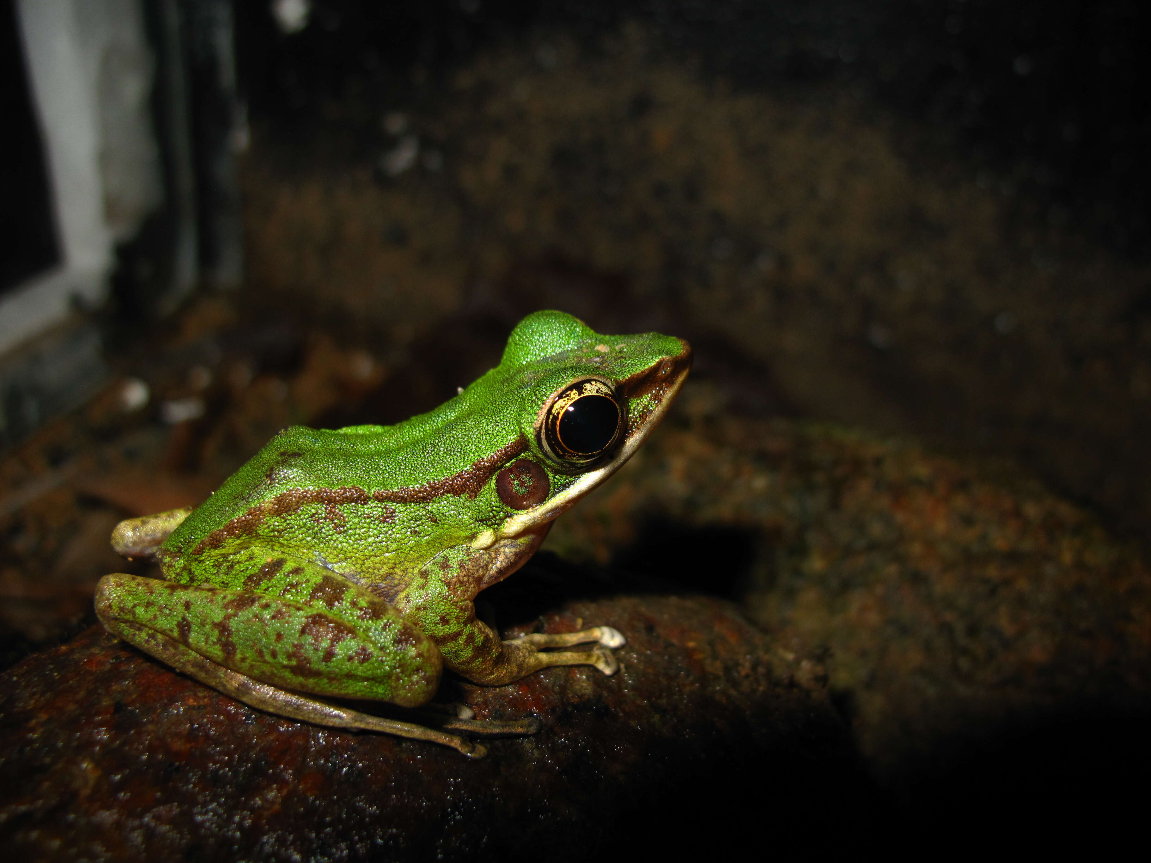 Image of Green Tree Frog
