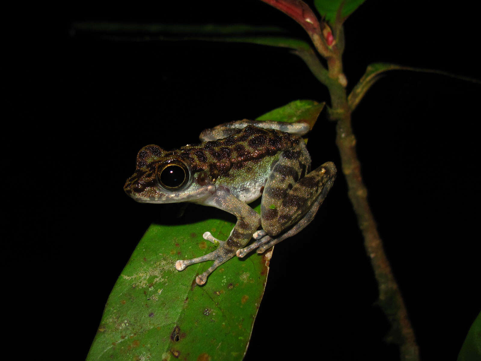 Image of Peninsular Torrentfrog