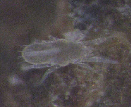 Image of Rhagidiidae