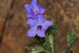 Image of Eranthemum roseum (Vahl) R. Br.