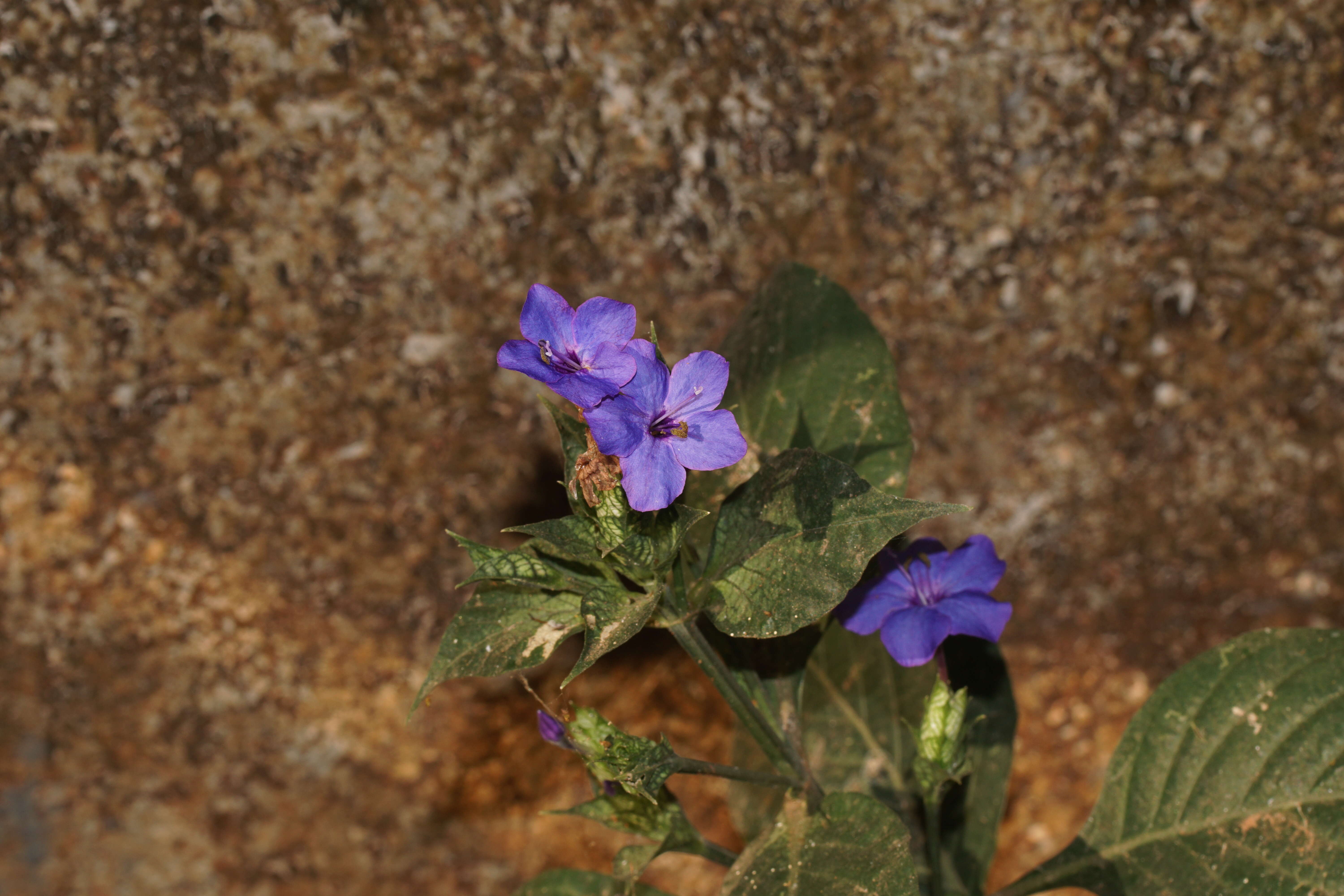 Image of Eranthemum roseum (Vahl) R. Br.