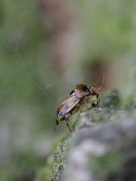 Image de Lygus pratensis (Linnaeus 1758)