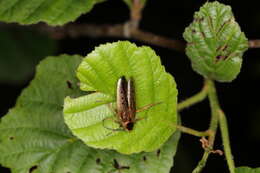 Image of dusky cockroach