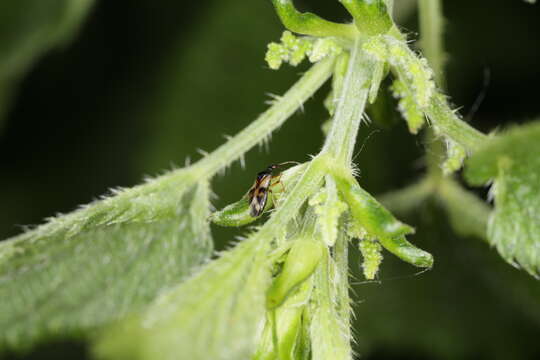 Image of Common flowerbug