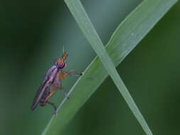 Image of Limnia unguicornis (Scopoli 1763)