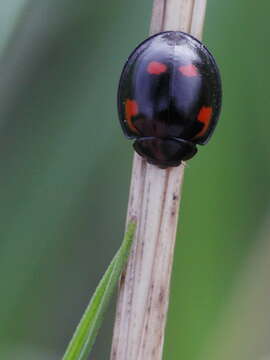 Imagem de Brumus quadripustulatus (Linnaeus 1758)