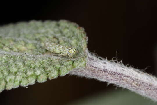 Image of Sage Leafhopper