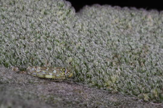 Image of Sage Leafhopper