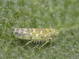 Eupteryx (Eupteryx) melissae Curtis 1837 resmi