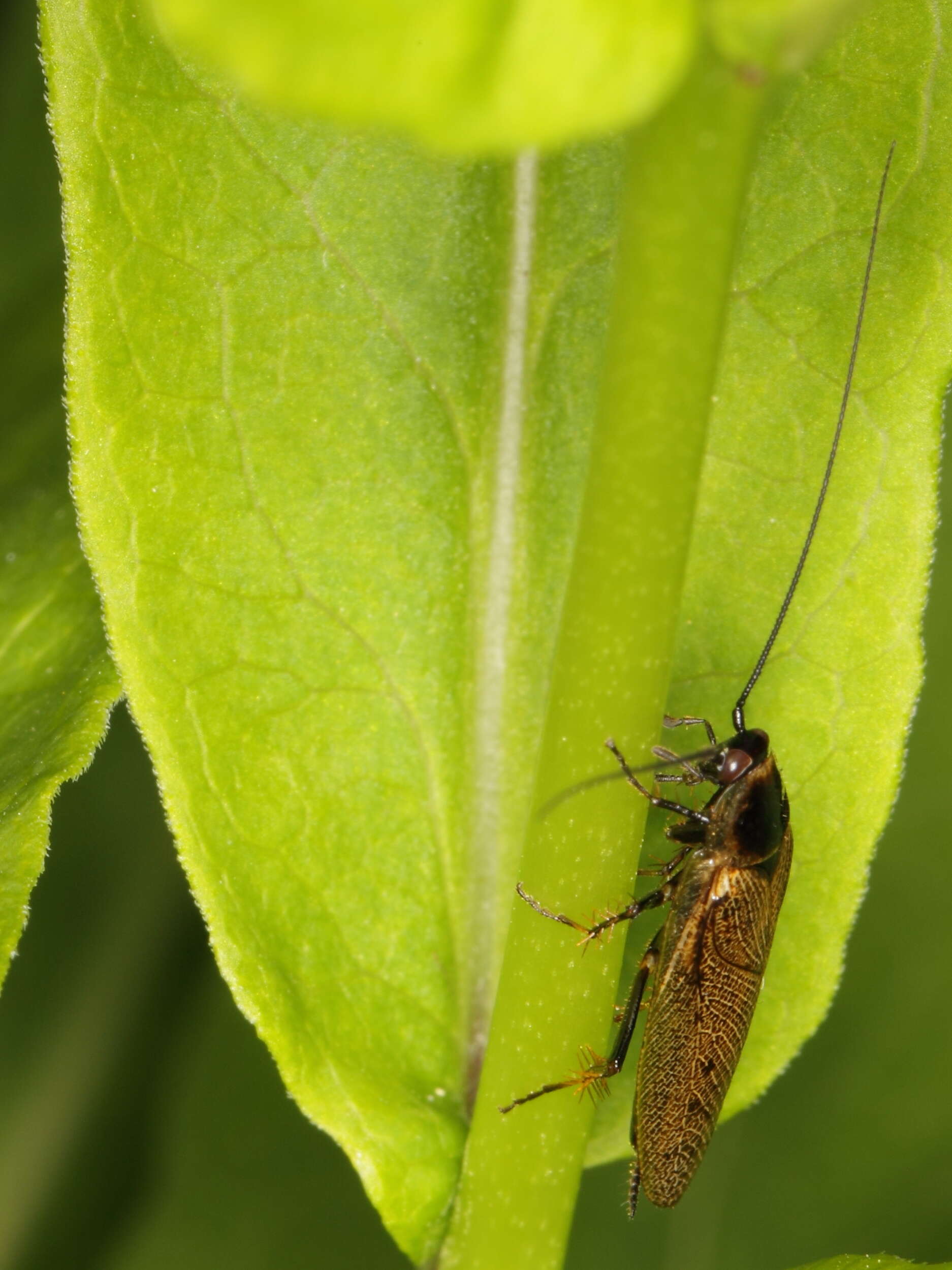 Image of dusky cockroach