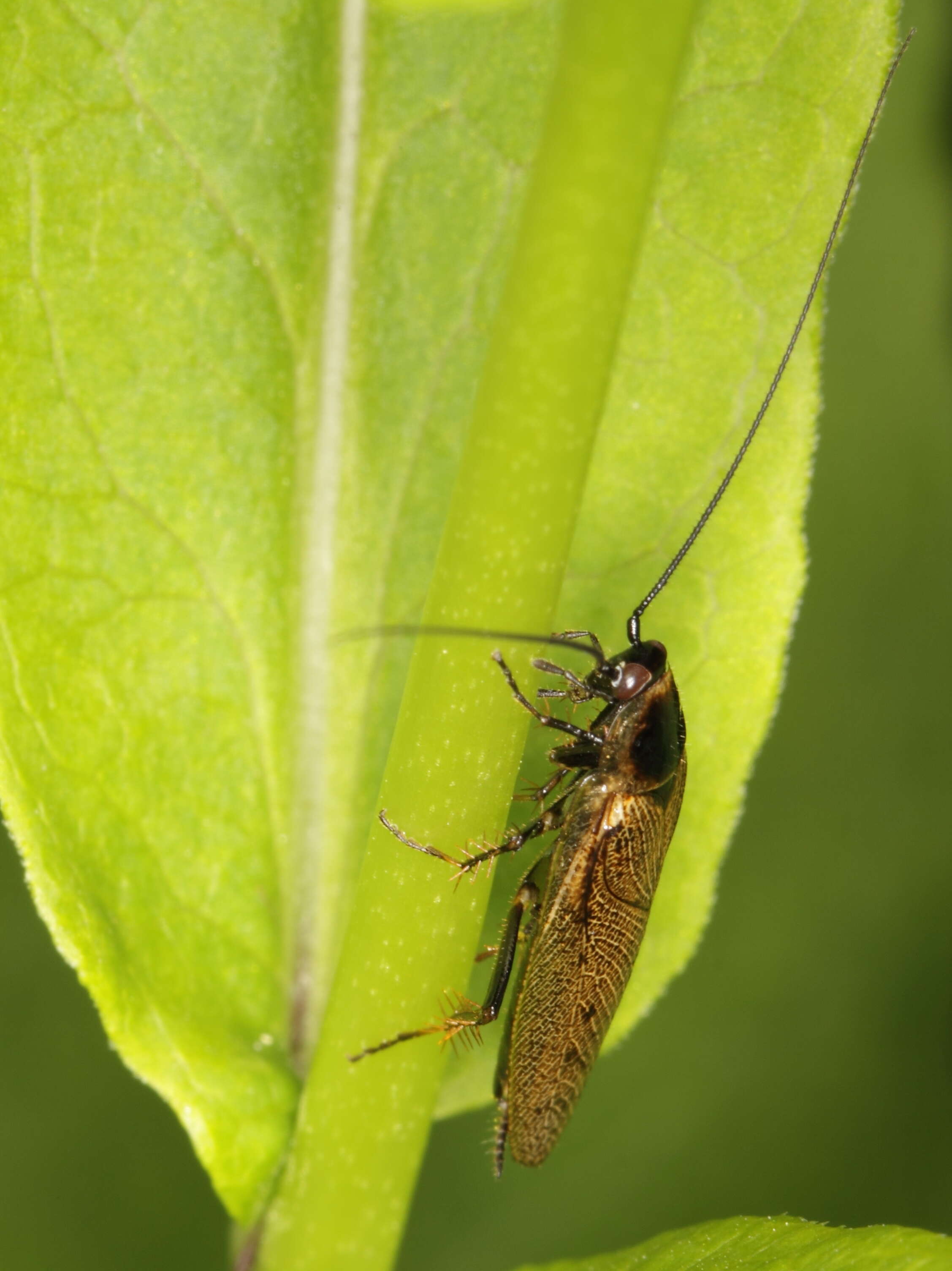 Image of dusky cockroach