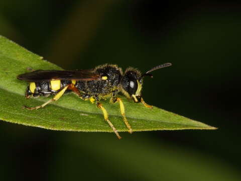 Image of Cerceris rybyensis (Linnaeus 1771)