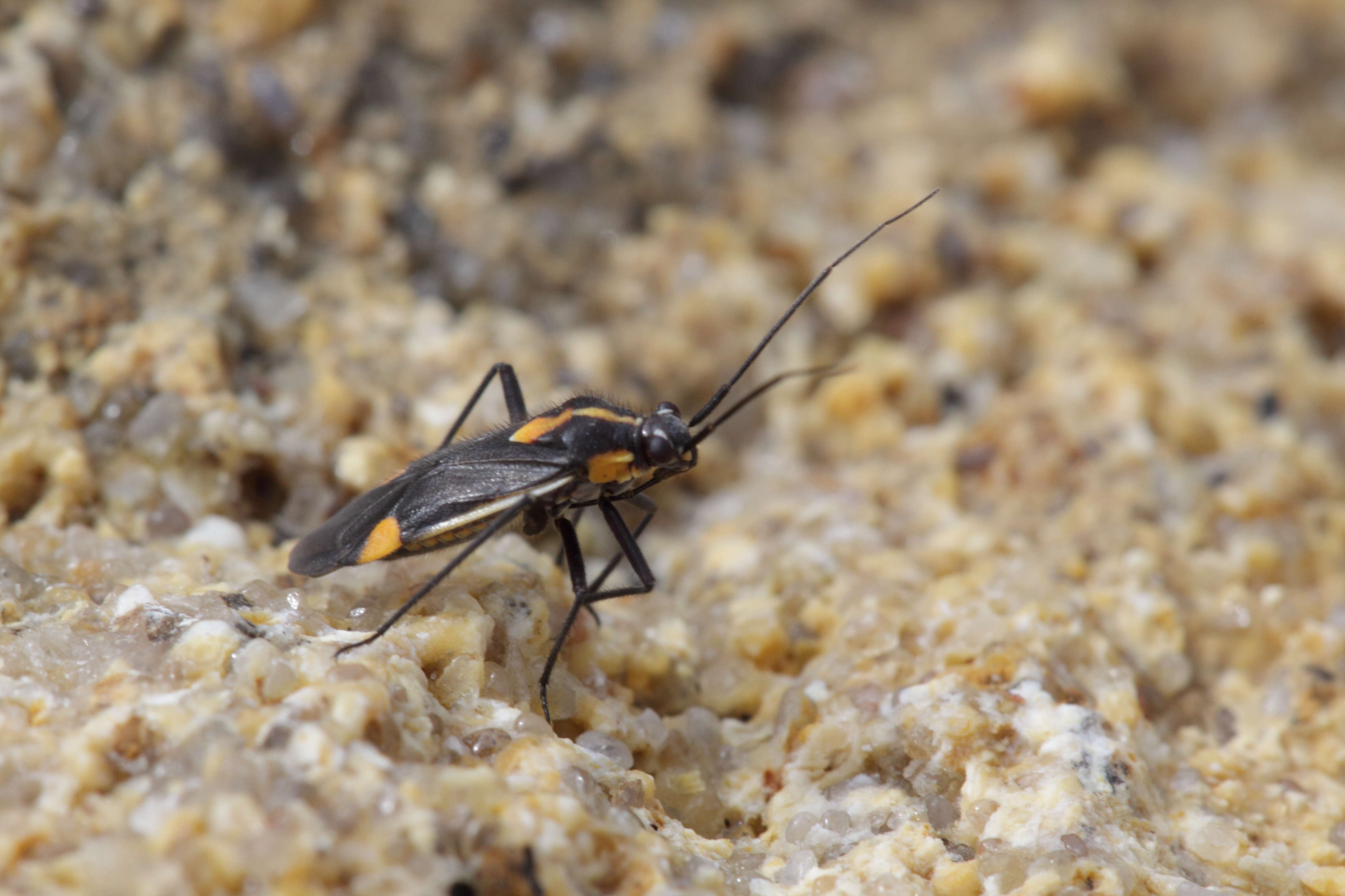 Image de Capsodes flavomarginatus (Donovan 1798)