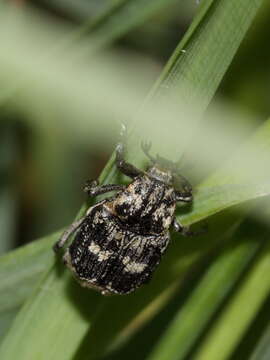 Image of Valgus hemipterus (Linnaeus 1758)