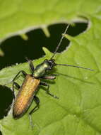 Image of Chrysanthia viridissima