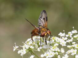 Imagem de Ectophasia crassipennis (Fabricius 1794)