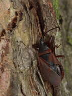 صورة Gastrodes (Gastrodes) grossipes De Geer 1773