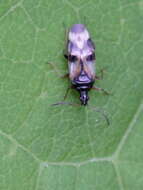 Image of Common flowerbug