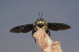 Image of Xylocopa latipes (Drury 1773)