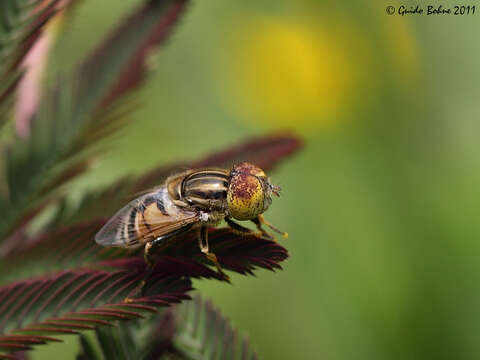 صورة Eristalinus megacephalus (Rossi 1794)