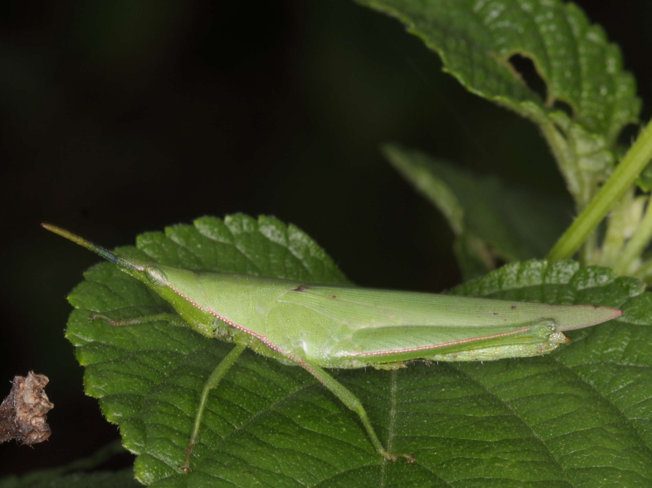 Plancia ëd Atractomorpha crenulata (Fabricius 1793)