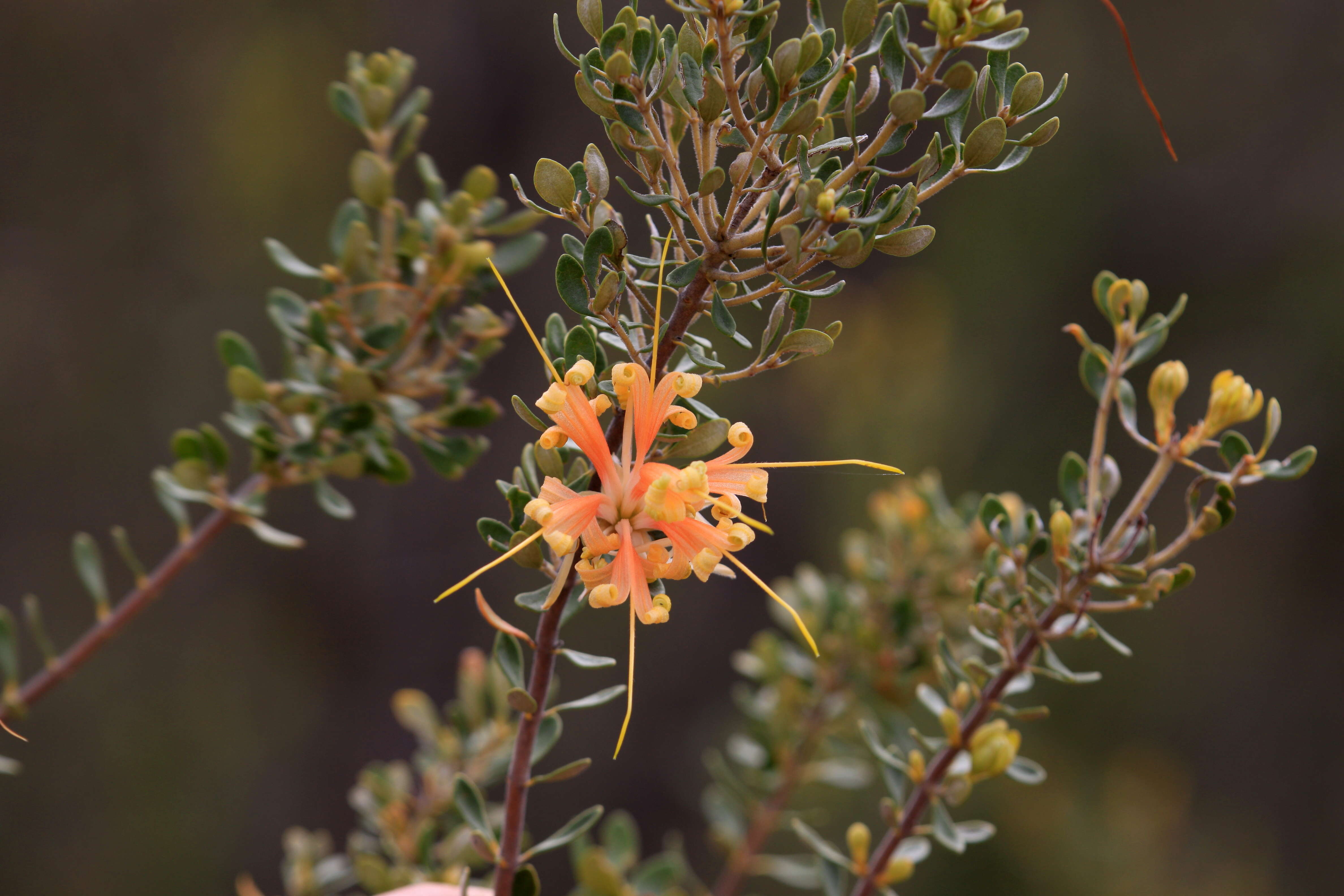 Image of Lambertia inermis R. Br.