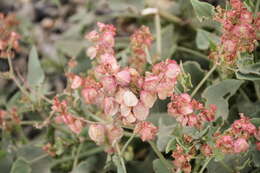 Imagem de Rumex lunaria L.