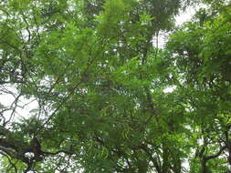 Image of beadtree