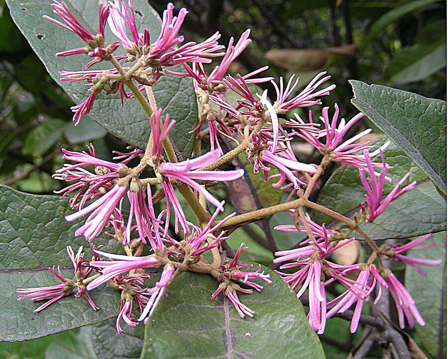 Image of Chionanthus pubescens Kunth