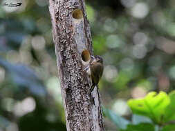 Image of Olivaceous Piculet