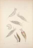 Image de Trinchesia foliata (Forbes & Goodsir 1839)