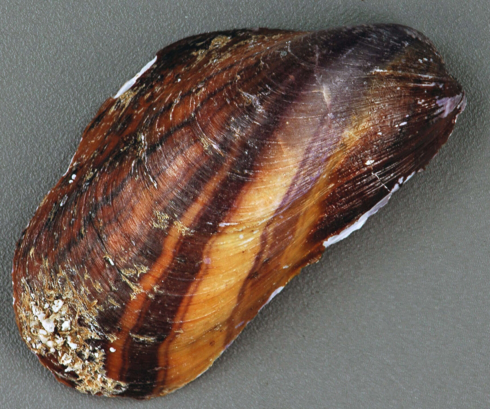 Image of Modiolus americanus (Leach 1815)