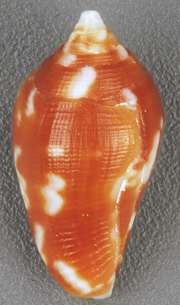 Image of Conella ovulata (Lamarck 1822)