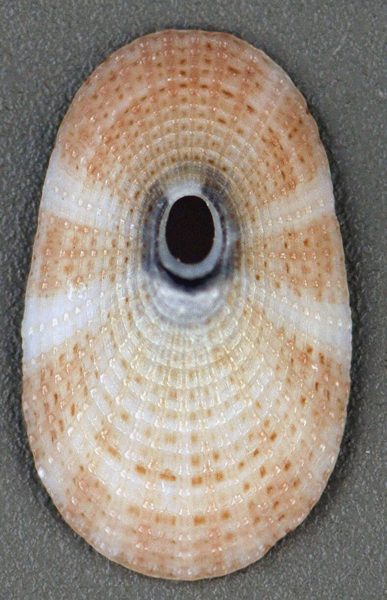 Image of Diodora variegata (G. B. Sowerby II 1862)