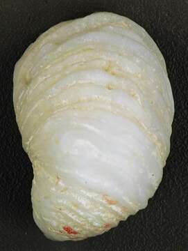 Image of white hoofsnail