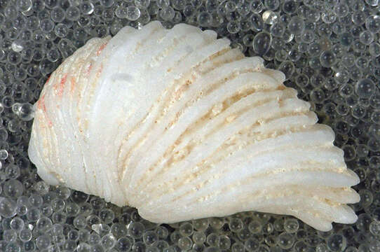 Image of white hoofsnail