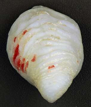 Image of white hoofsnail