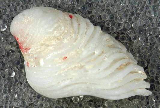 Image of white hoofsnail