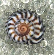 Image of Echinolittorina jamaicensis (C. B. Adams 1850)