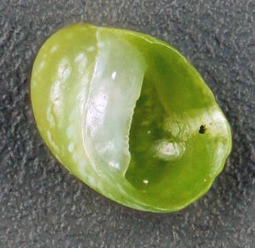 Image of emerald nerite